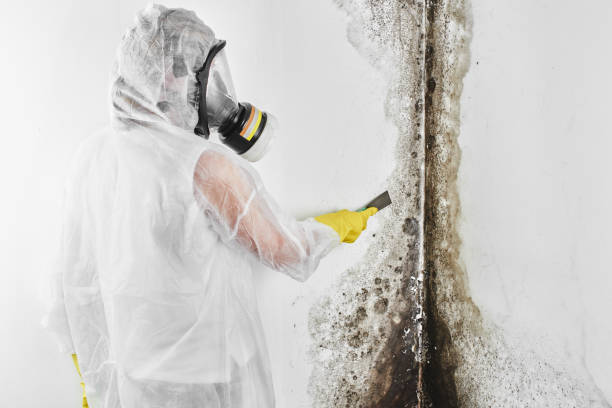 Mold Removal and Inspection in Dunthorpe, OR