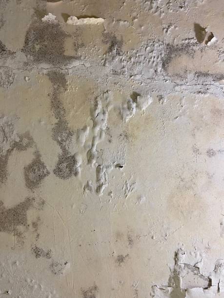 Best Mold Cleaning Services  in Dunthpe, OR