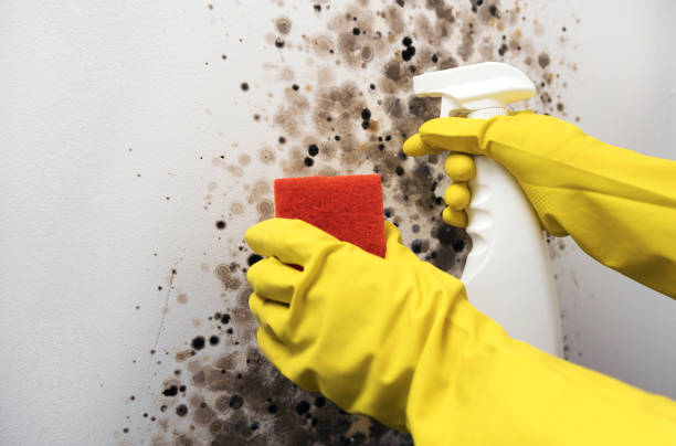 Certified Mold Removal in Dunthorpe, OR