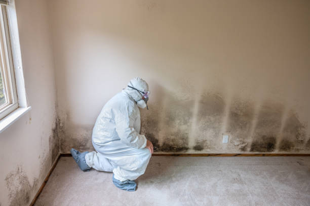 Certified Mold Removal in Dunthorpe, OR