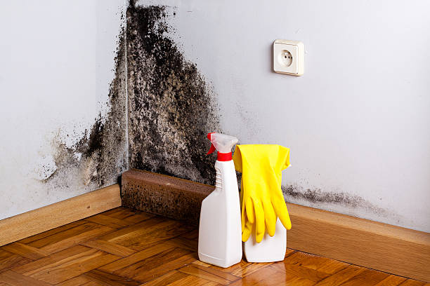 Professional Mold Removal in Dunthorpe, OR